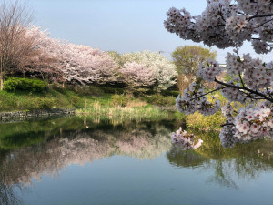 04_対岸の桜