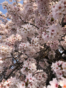 桜満開