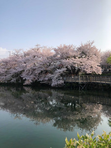 01_桟橋からの桜